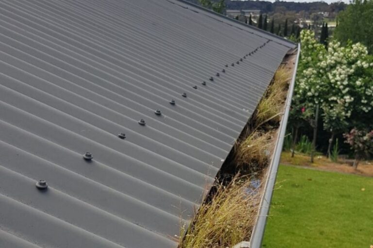 Blocked gutter with long grass and debris along a metal roof, showing the need for gutter and downpipe cleaning in Albury Wodonga.